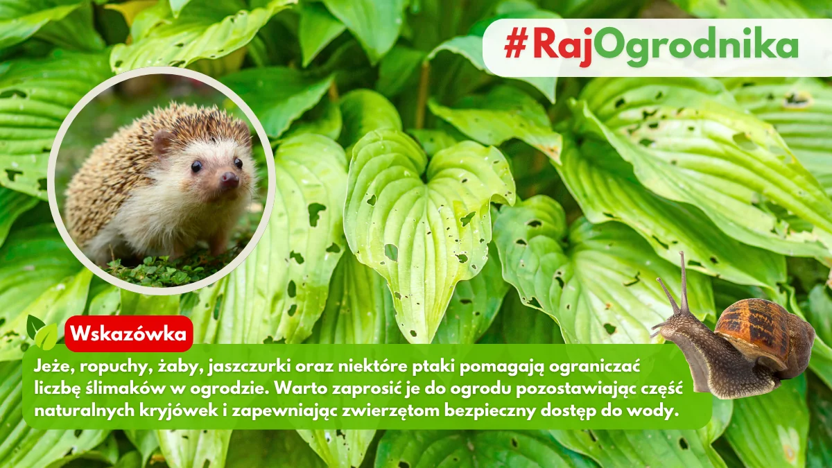 Naturalni wrogowie ślimaków w ogrodzie blog sklep rajogrodnika